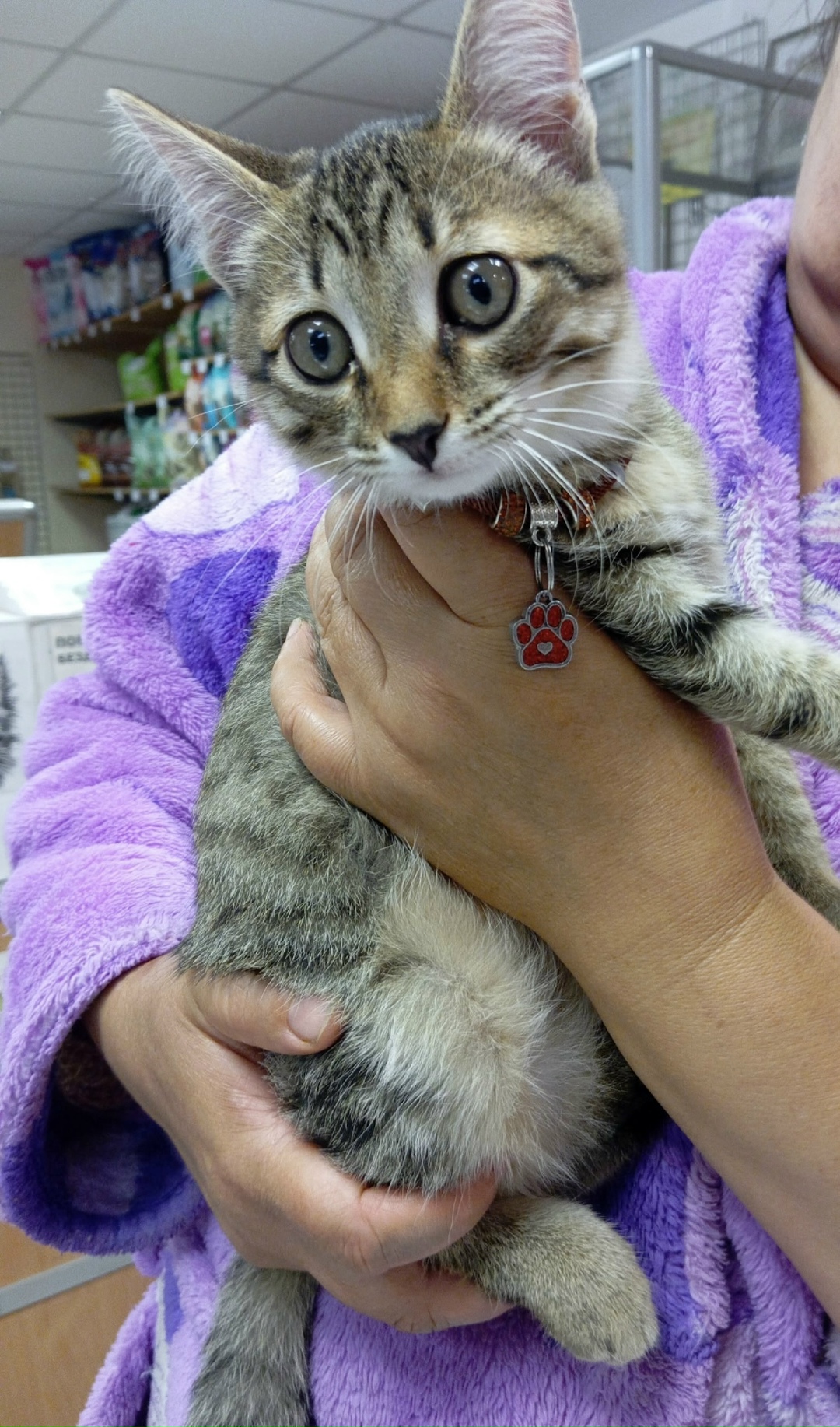 Найдена кошка в Каменске-Уральском — фото объявления