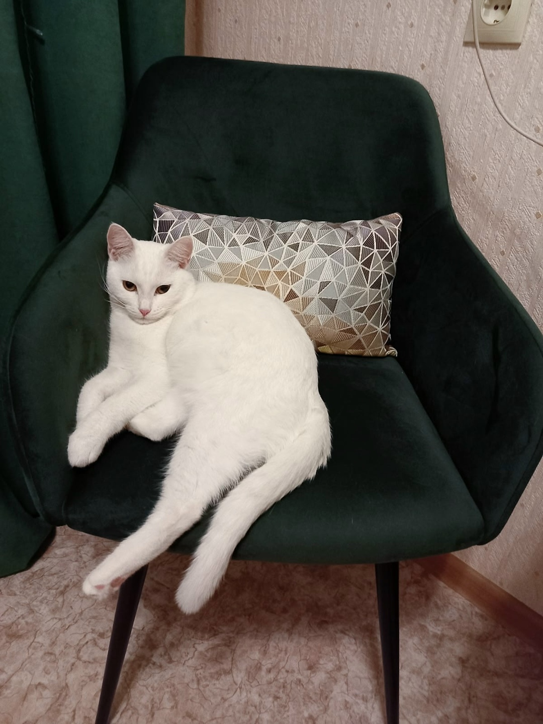 Пропала кошка в Каменске-Уральском — фото объявления