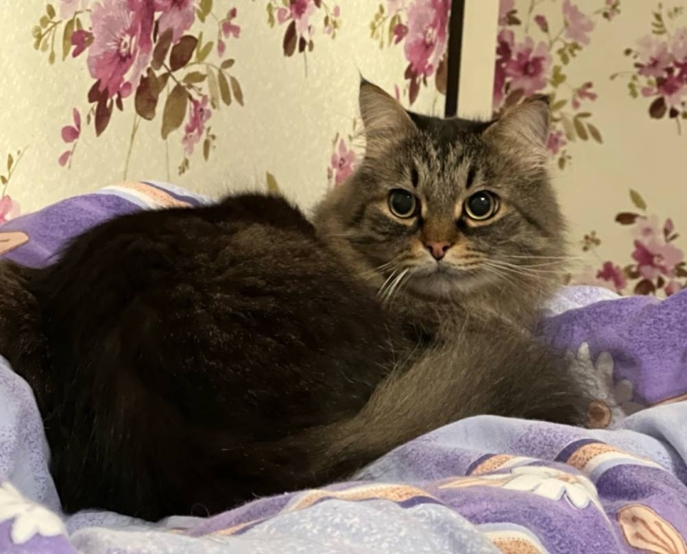 Пропала кошка в Каменске-Уральском — фото объявления