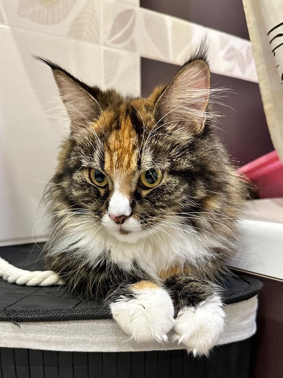 Пропала кошка в Каменске-Уральском — фото объявления