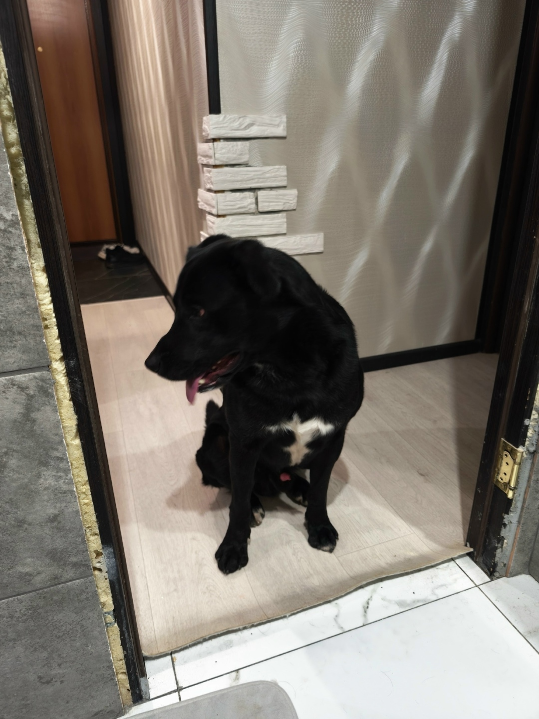 Найдена собака в Каменске-Уральском — фото объявления