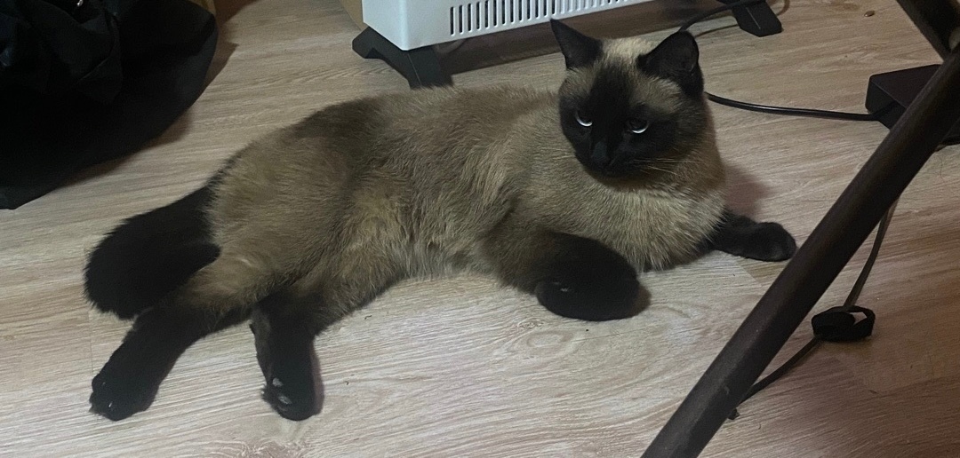 Пропала кошка в Каменске-Уральском — фото объявления