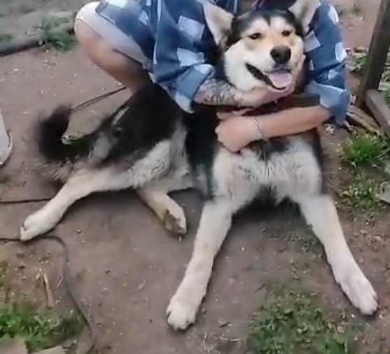 Пропала собака в Каменске-Уральском — фото объявления