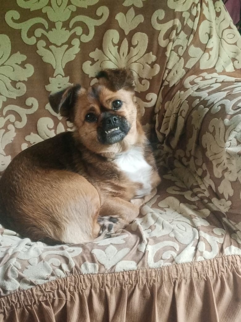 Пропала собака в Каменске-Уральском — фото объявления