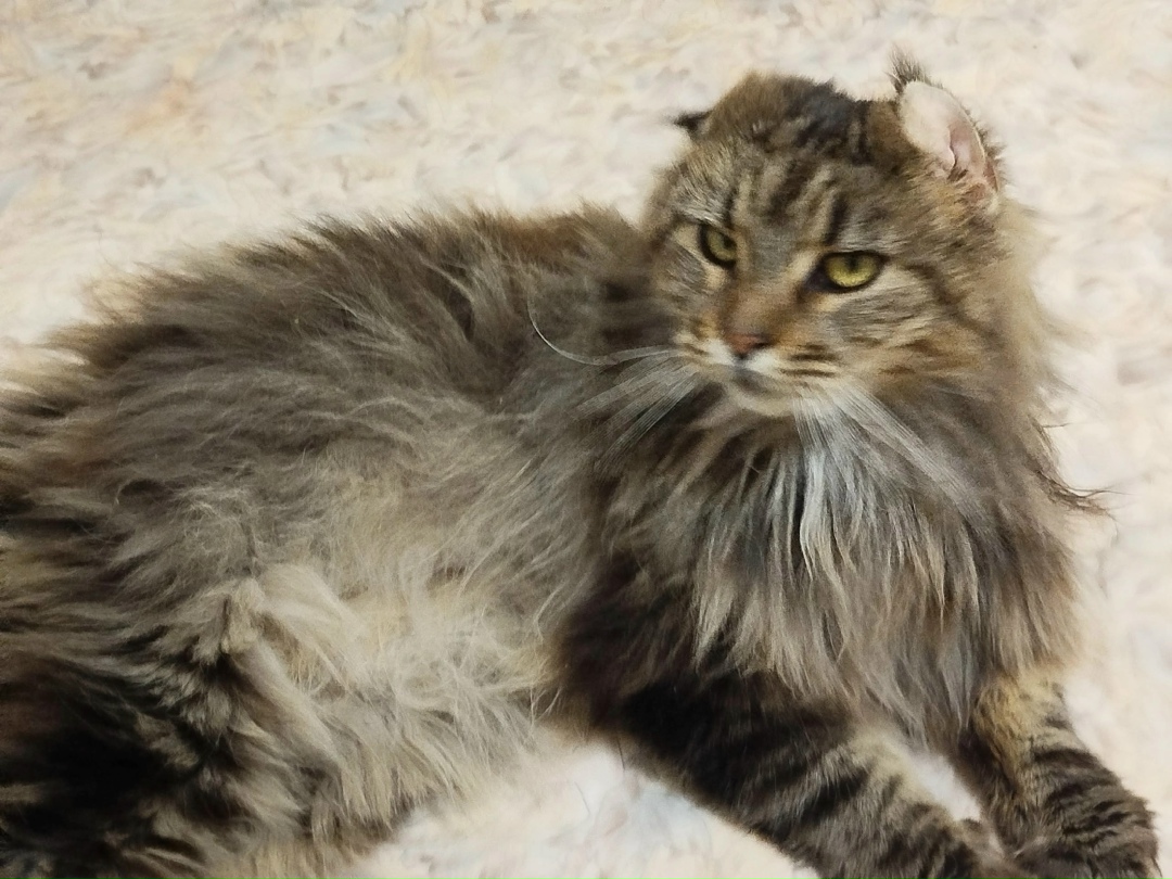 Найдена кошка в Ржеве — фото объявления