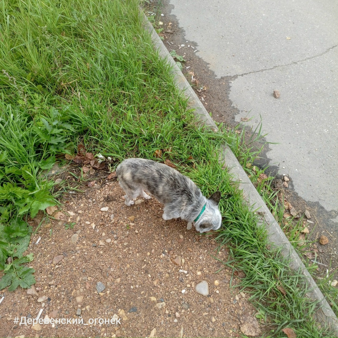 Пропала собака в Ржеве — фото объявления