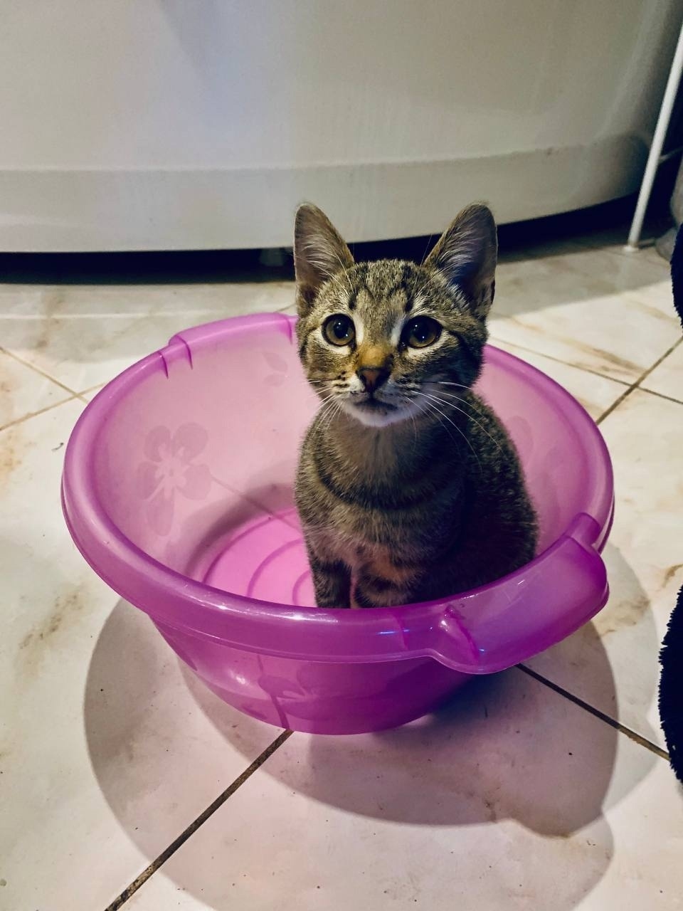 Найдена кошка в Ржеве — фото объявления