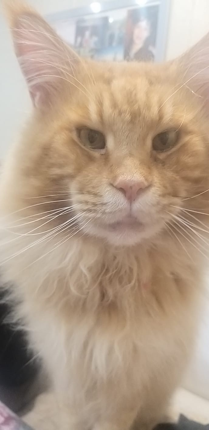 Пропала кошка в Ржеве — фото объявления