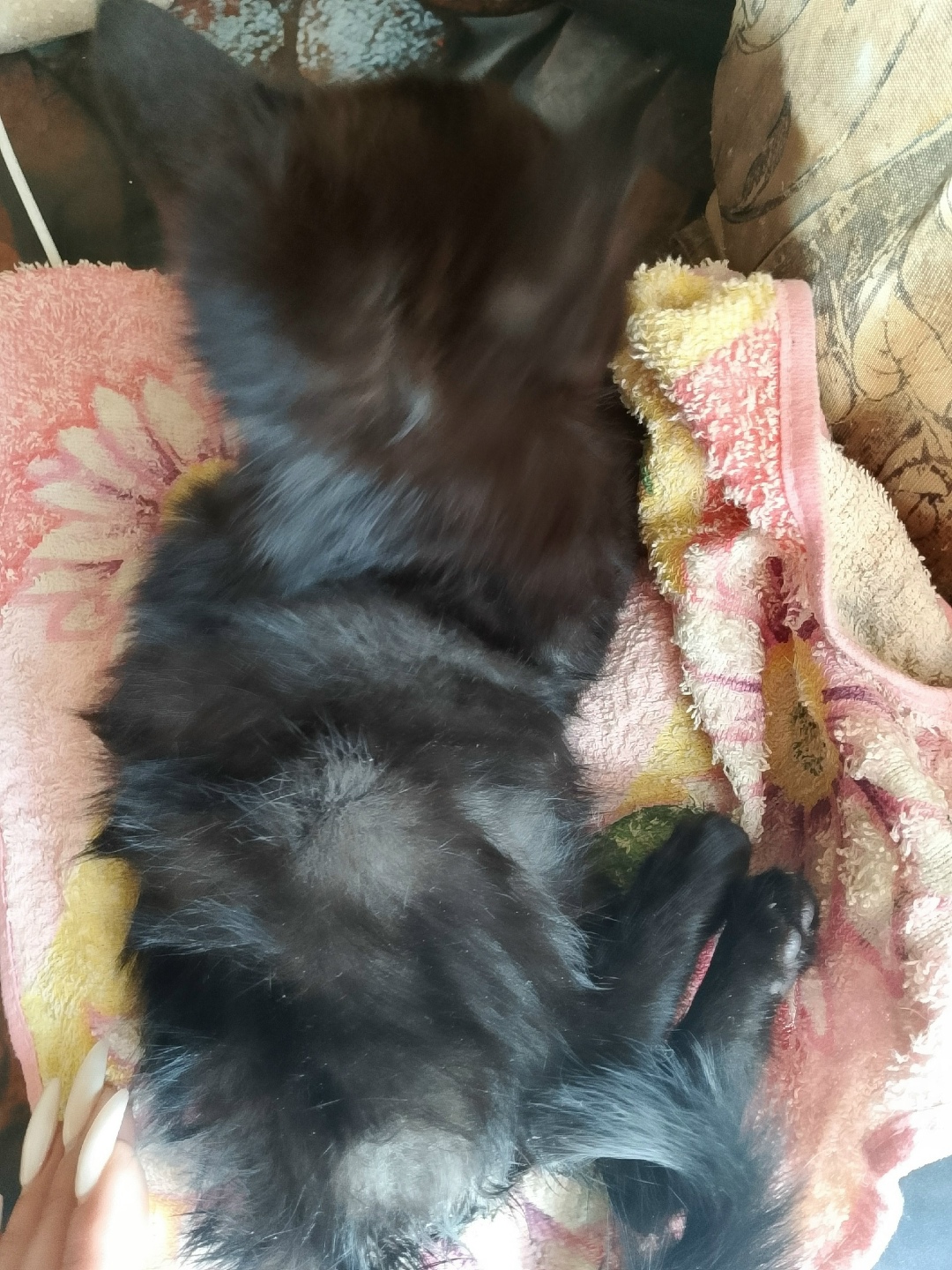 Найдена собака в Ржеве — фото объявления