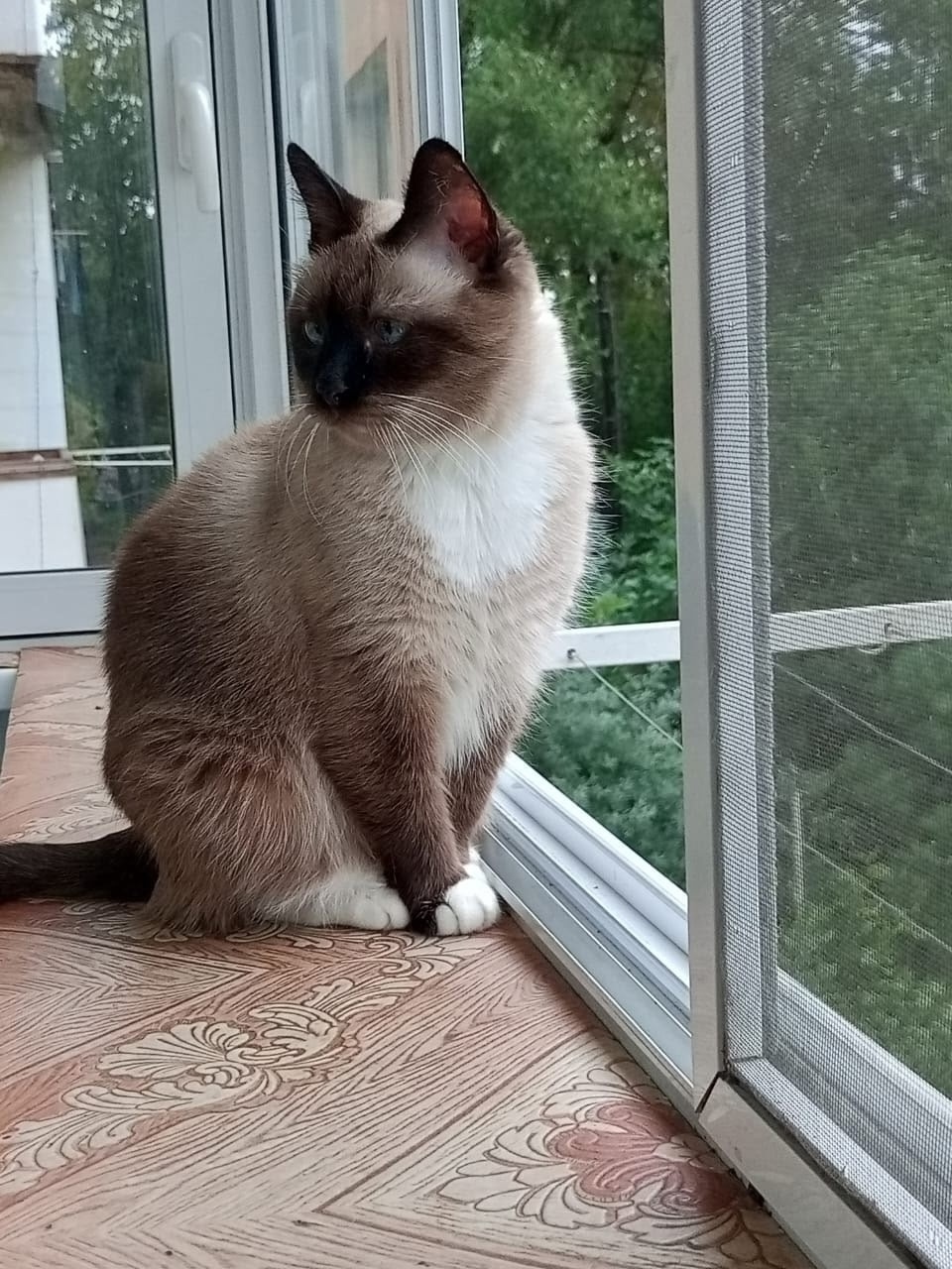 Пропала кошка в Ржеве — фото объявления