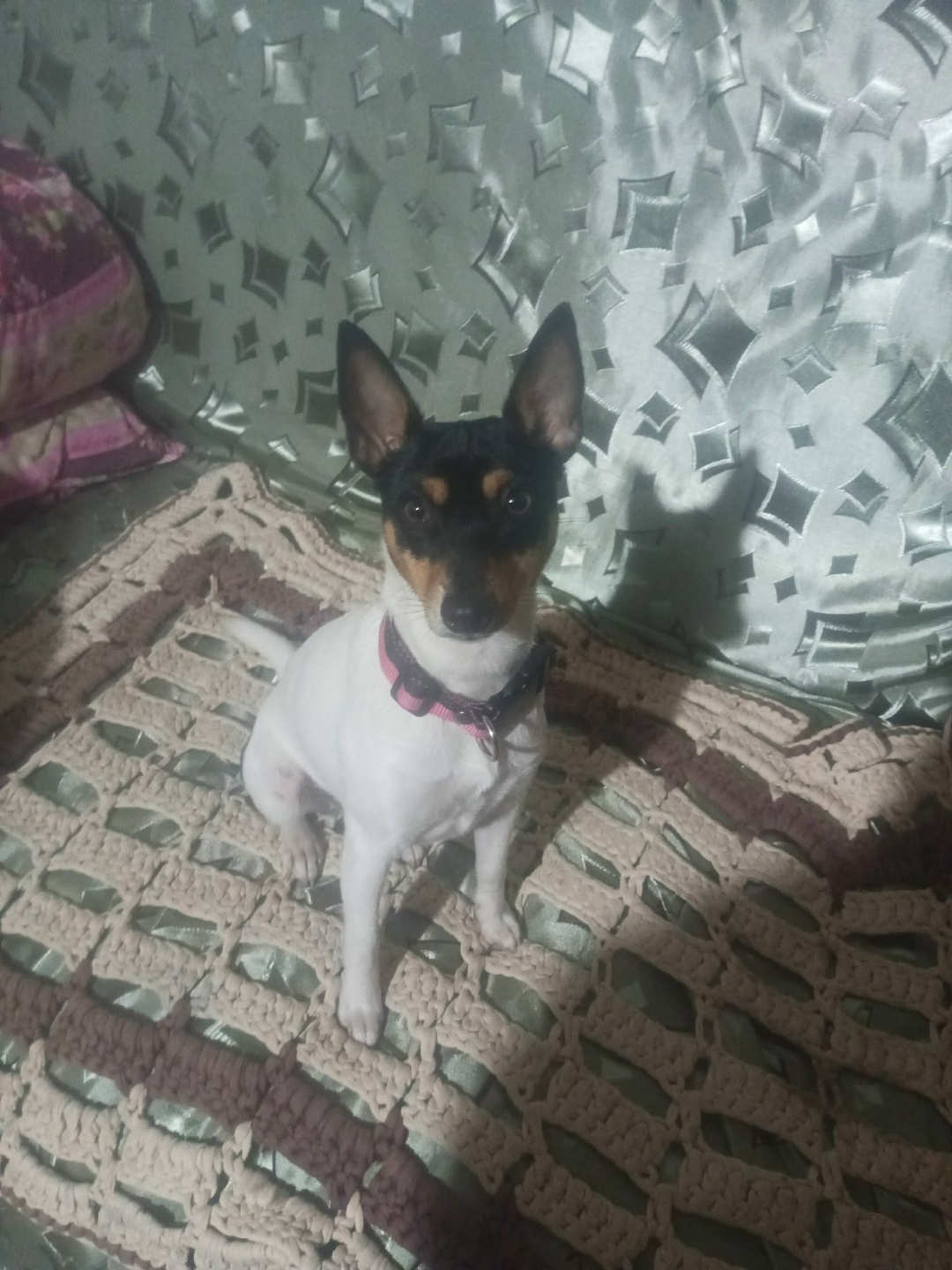 Пропала собака в Ржеве — фото объявления