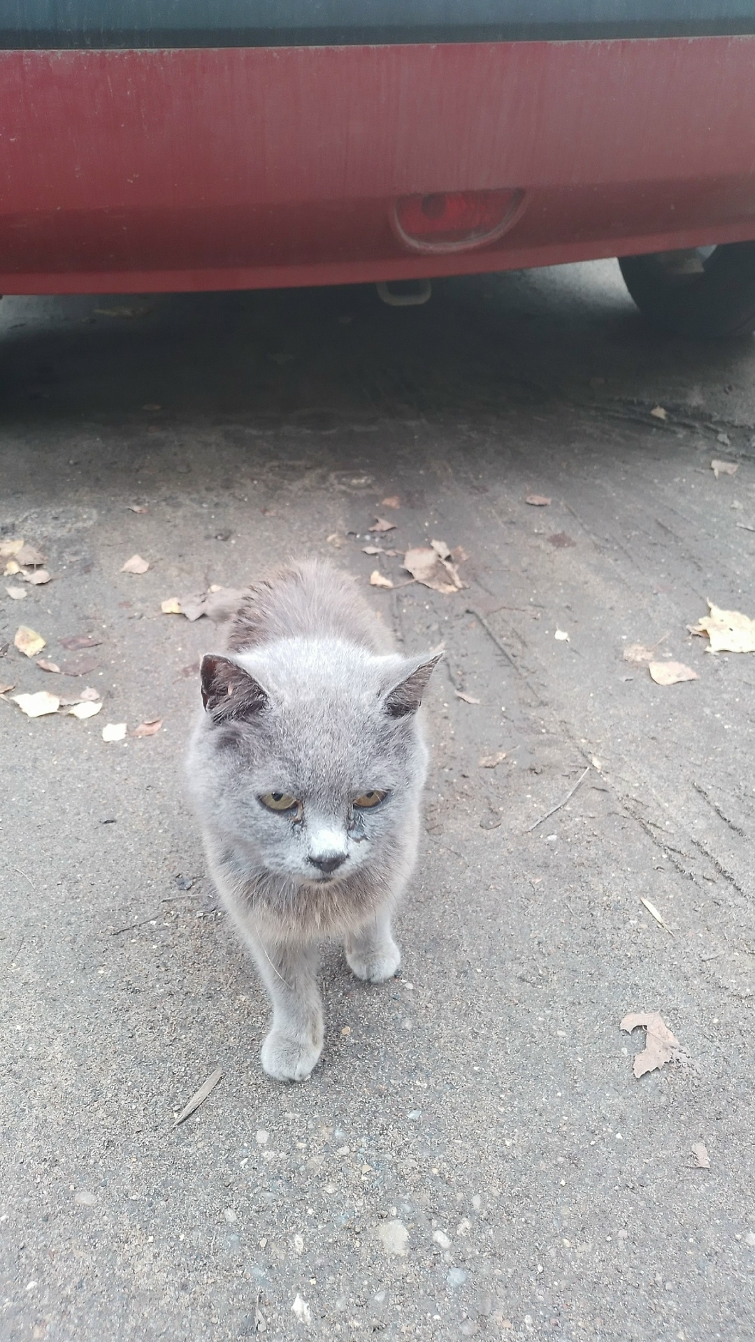 Пропала кошка в Ржеве — фото объявления