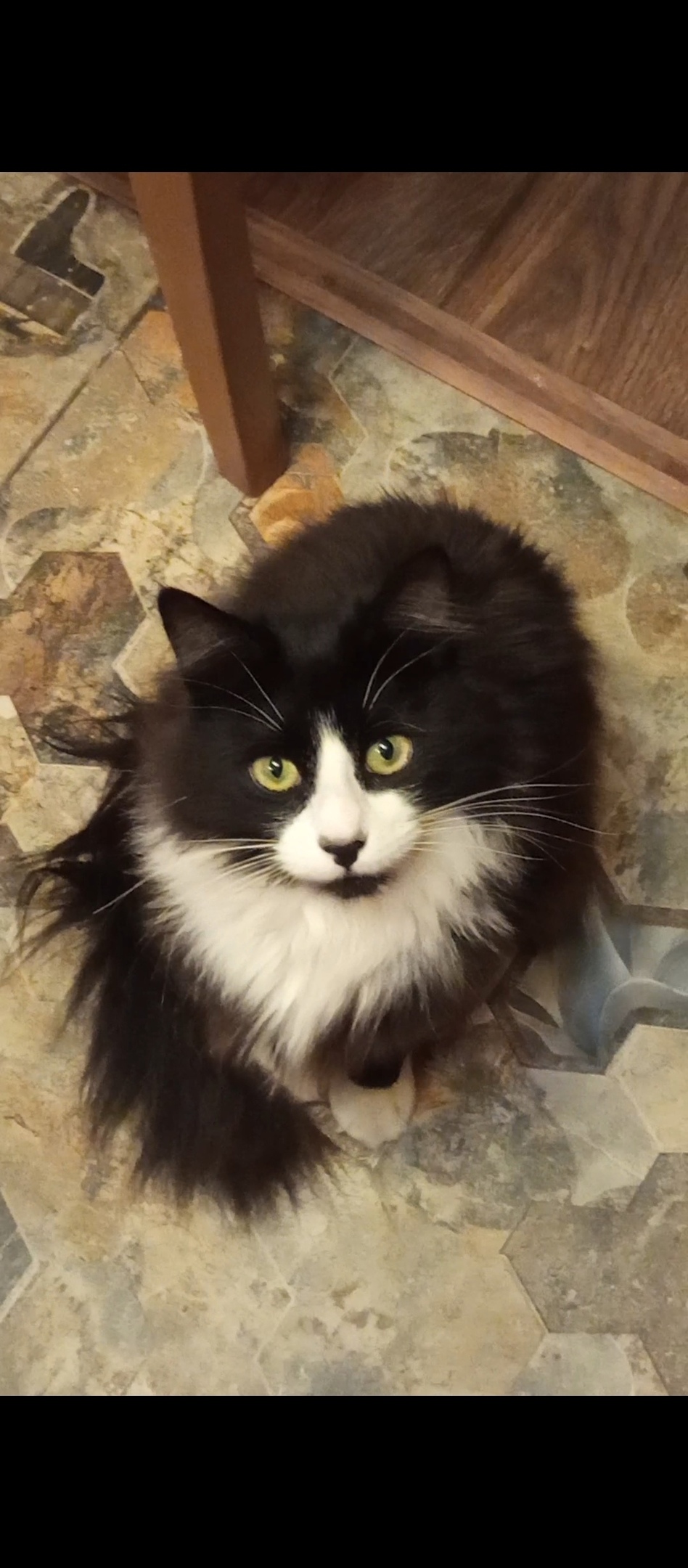 Пропала кошка в Ржеве — фото объявления