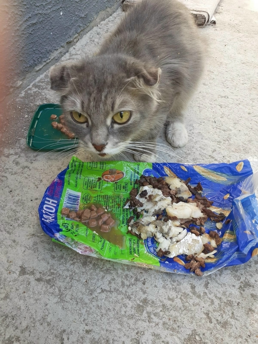 Пропала кошка в Ржеве — фото объявления