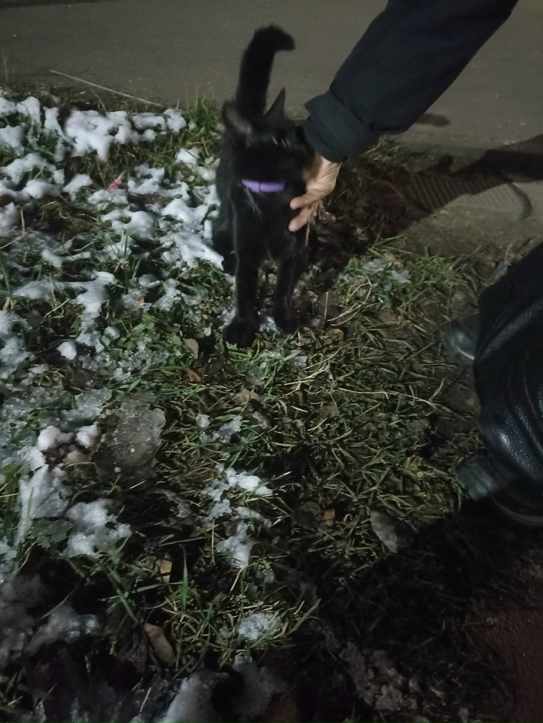 Найдена кошка в Ржеве — фото объявления