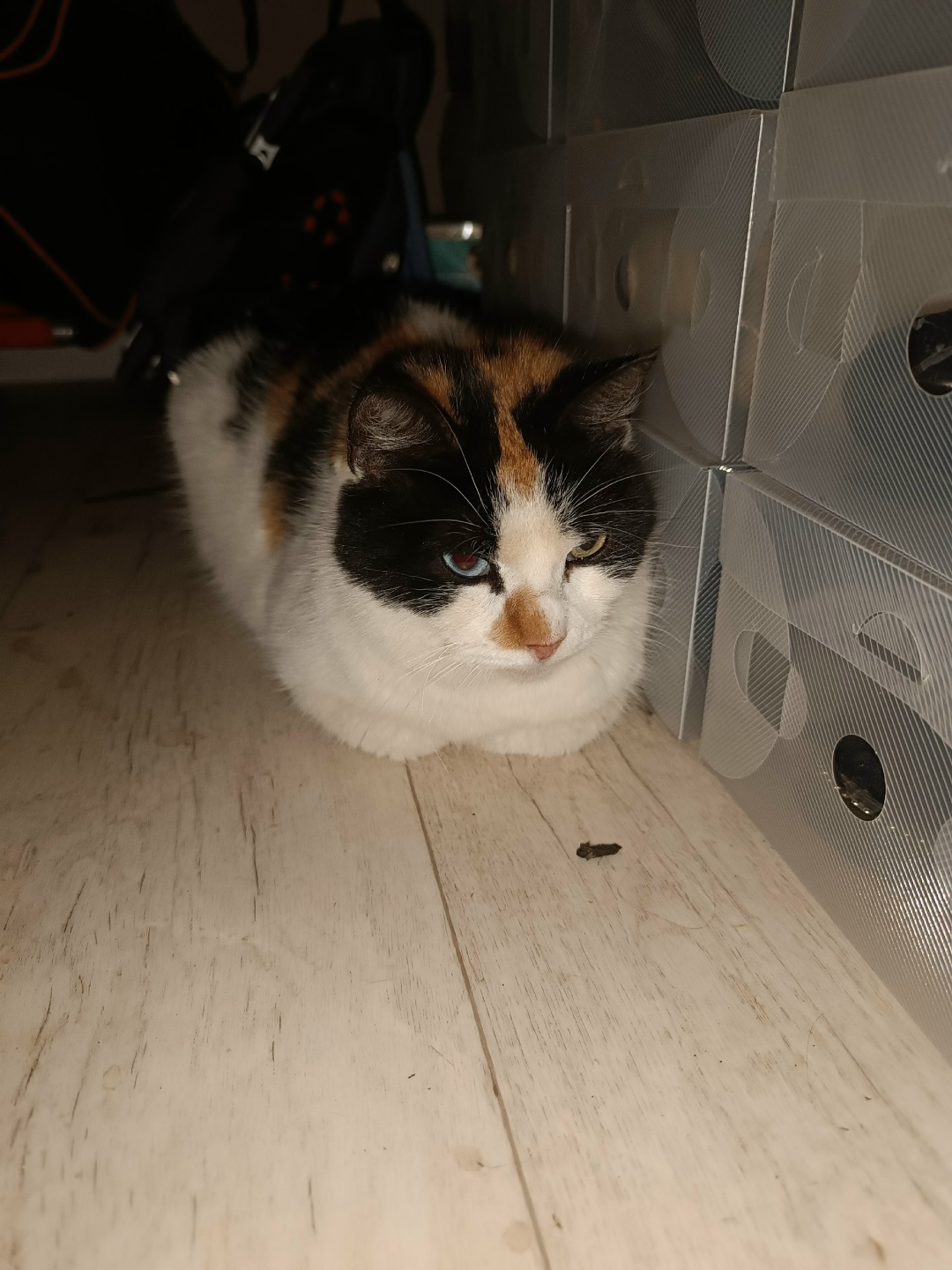 Найдена кошка в Ржеве — фото объявления