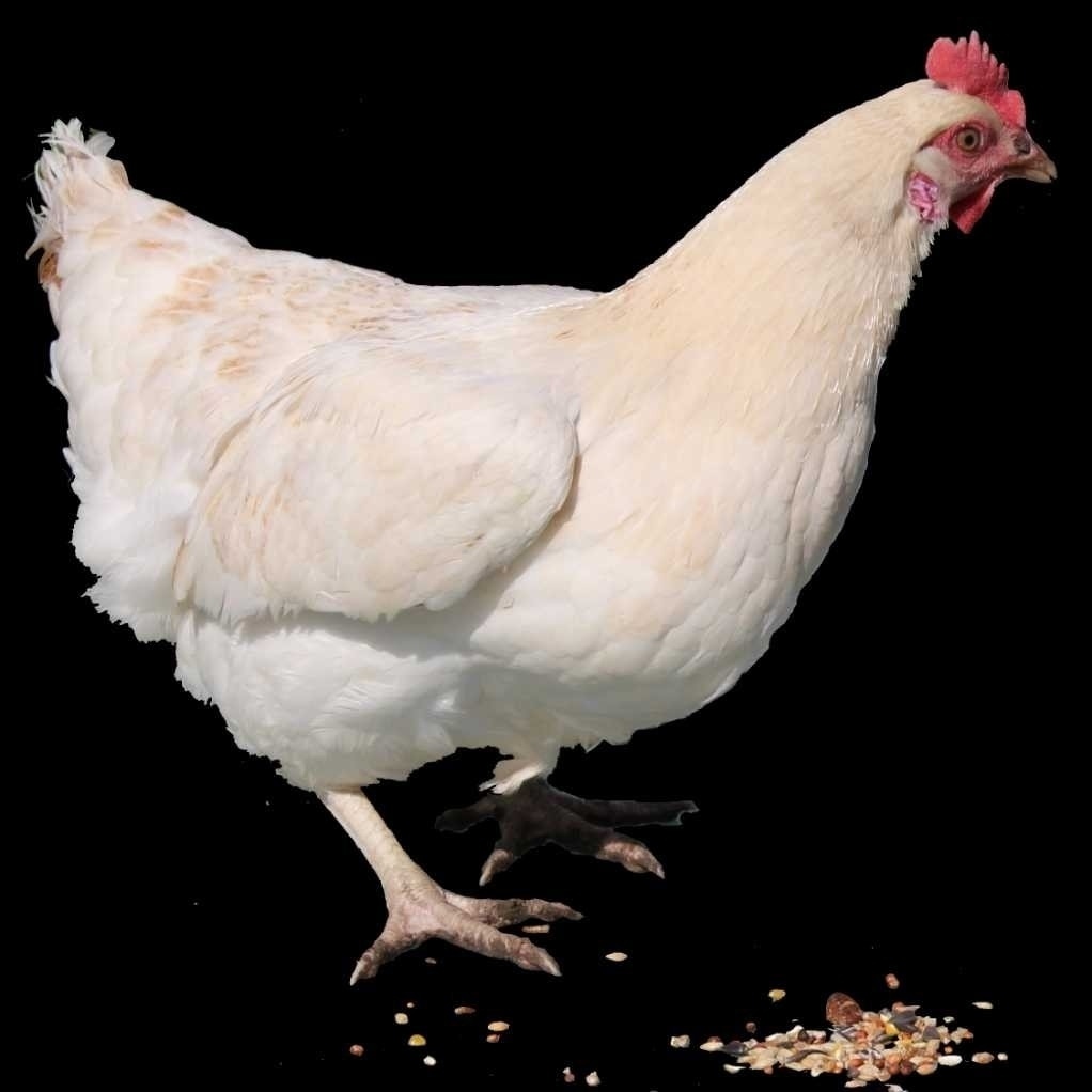 Пропала собака в Ржеве — фото объявления