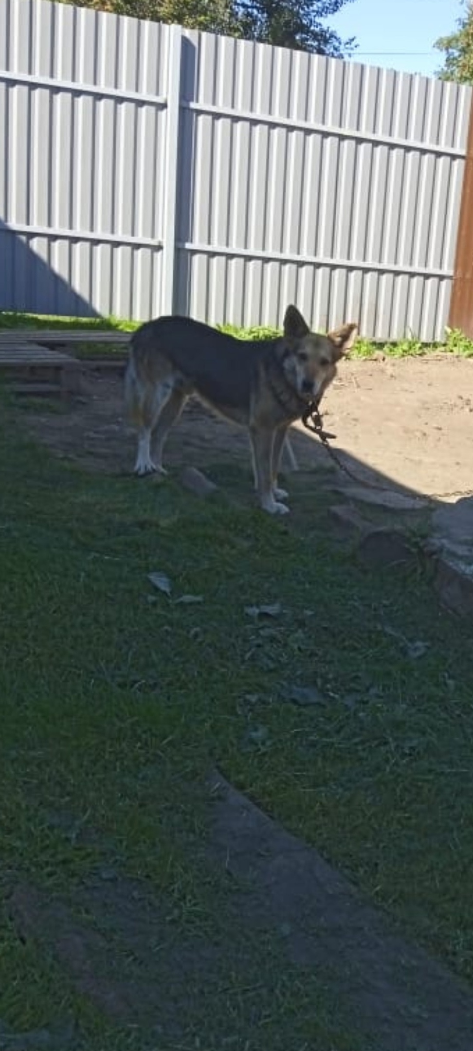 Пропала собака в Ржеве — фото объявления