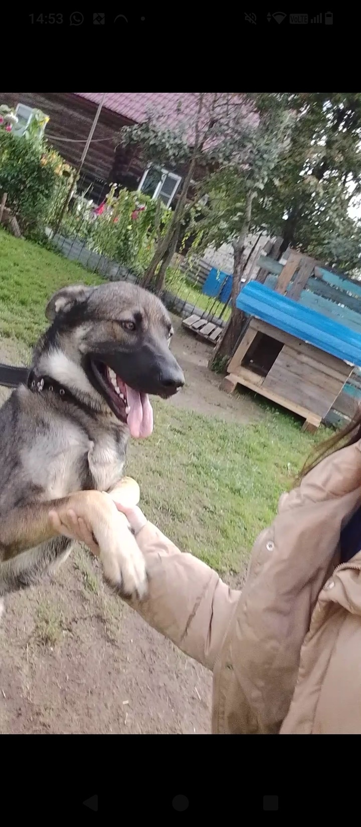 Пропала собака в Ржеве — фото объявления