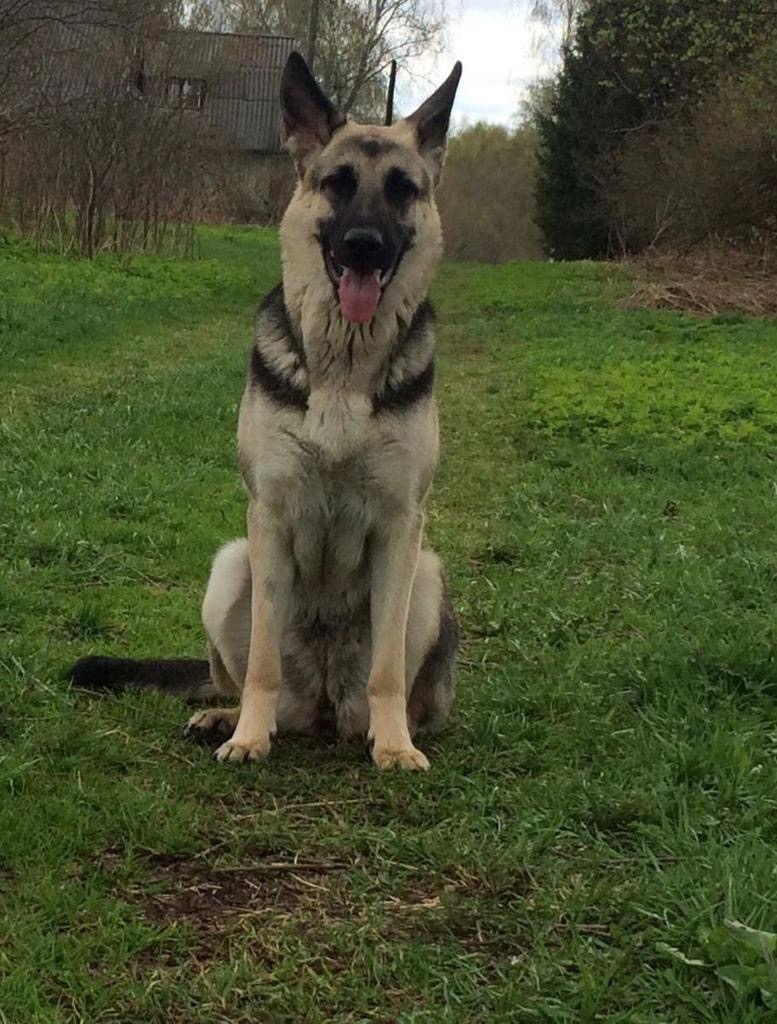 Пропала собака в Ржеве — фото объявления
