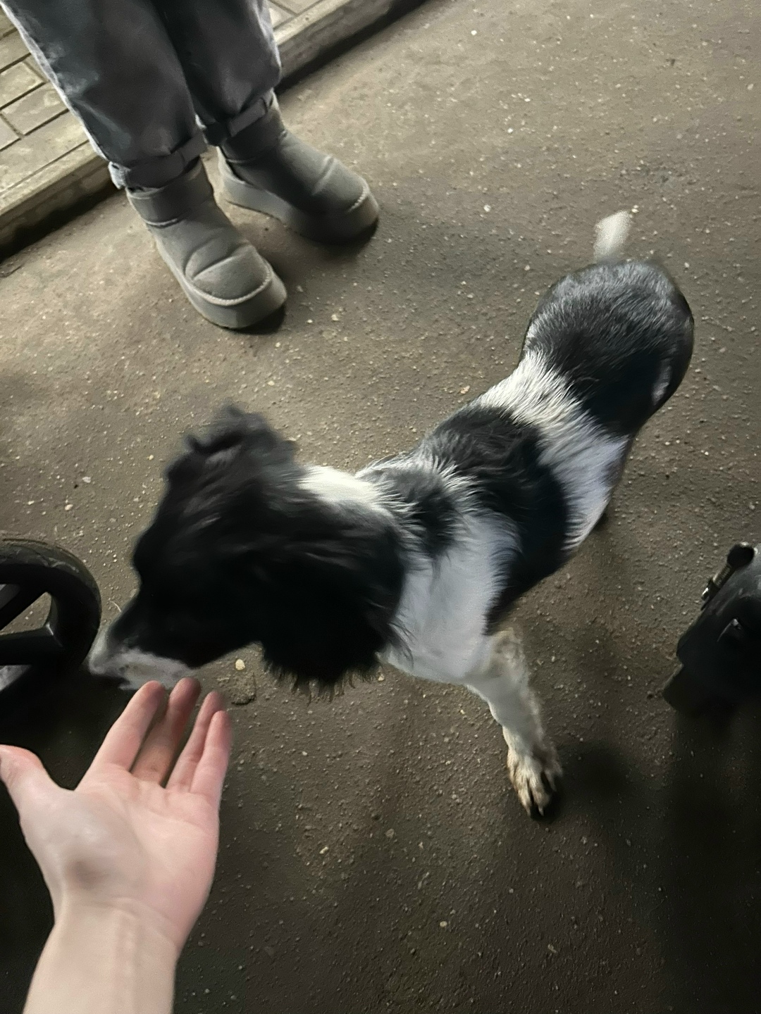 Пропала собака в Ржеве — фото объявления