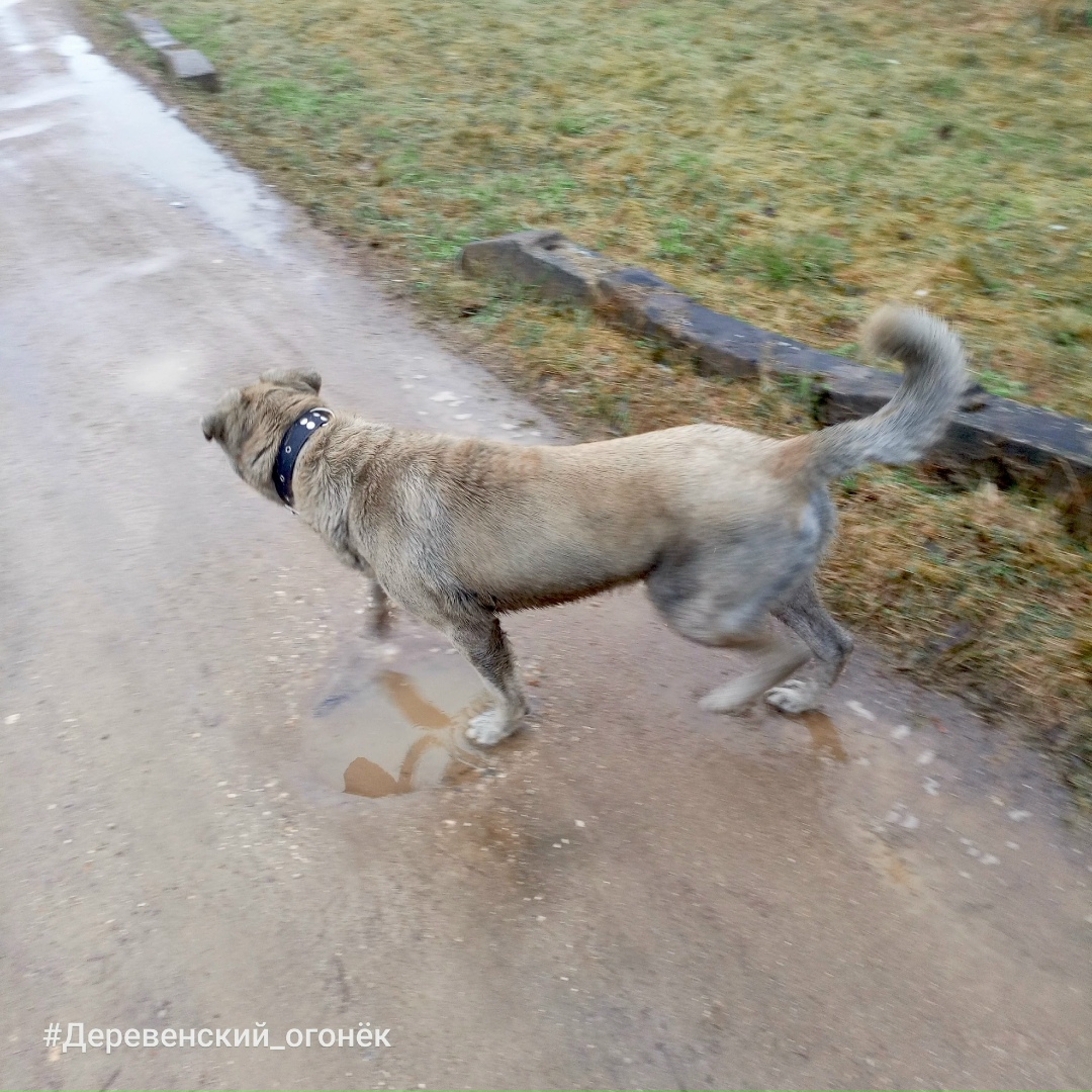 Пропала собака в Ржеве — фото объявления