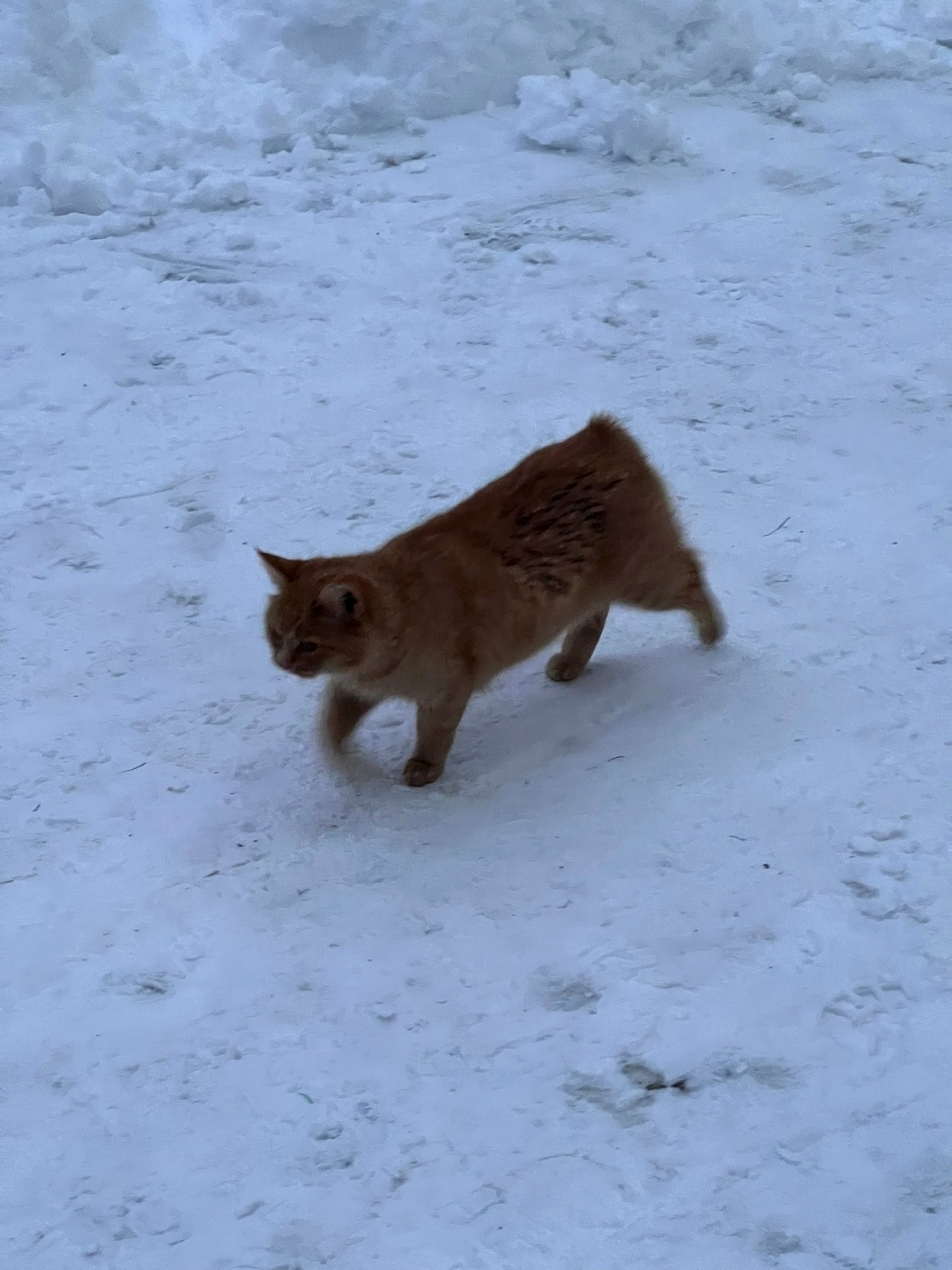 Пропала кошка в Ржеве — фото объявления