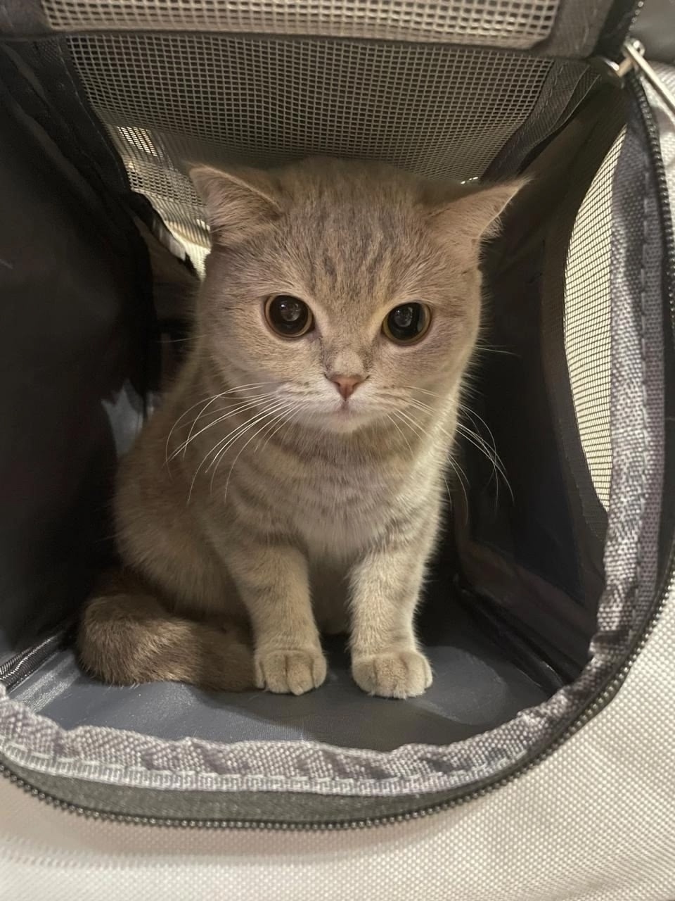 Пропала собака в Ржеве — фото объявления