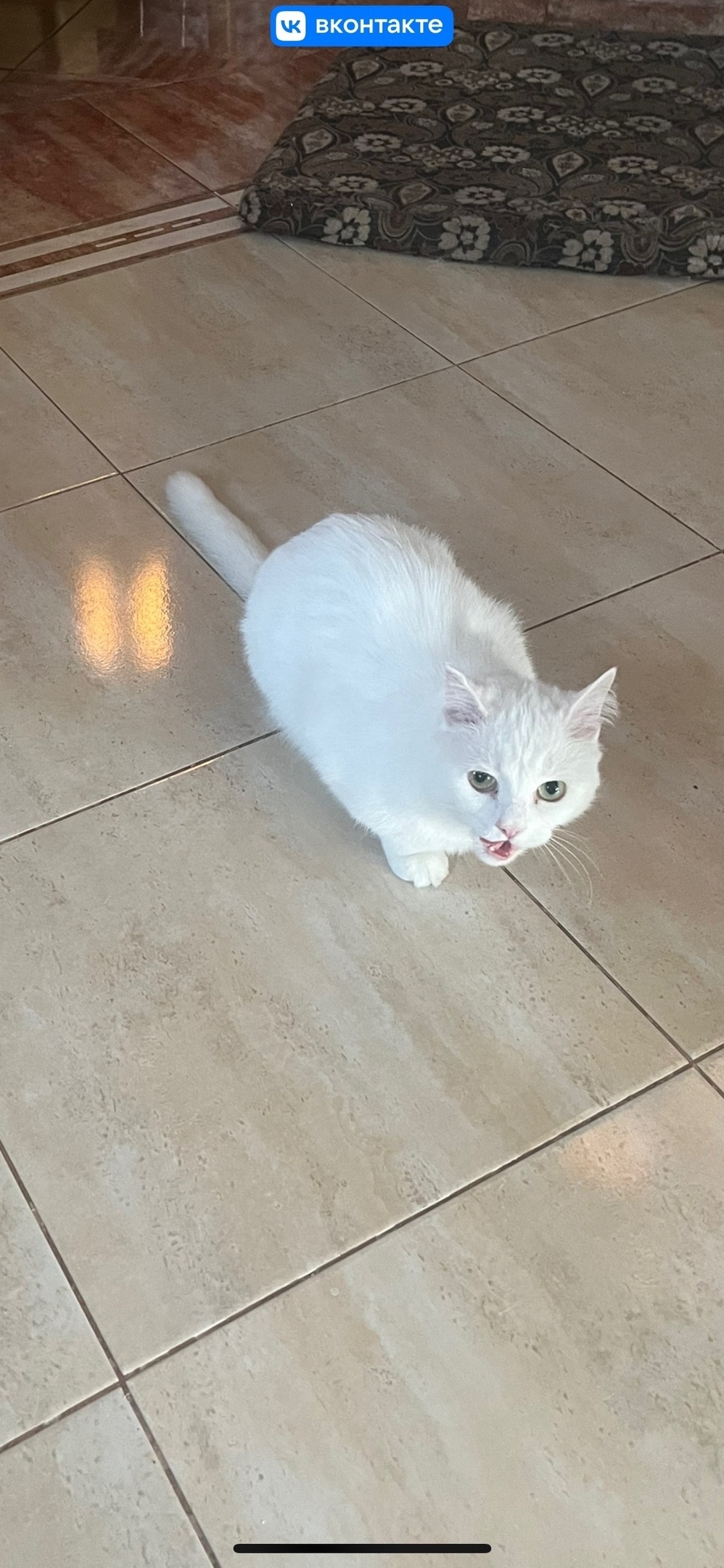 Пропала кошка в Ржеве — фото объявления