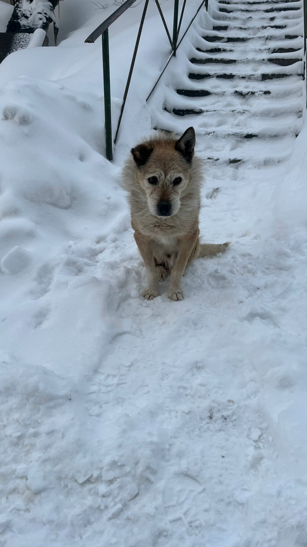 Найдена собака в Ржеве — фото объявления