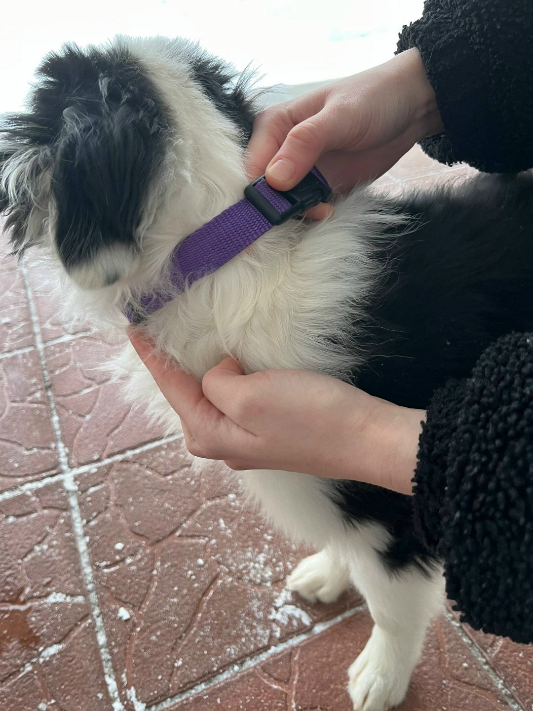 Найдена собака в Ржеве — фото объявления