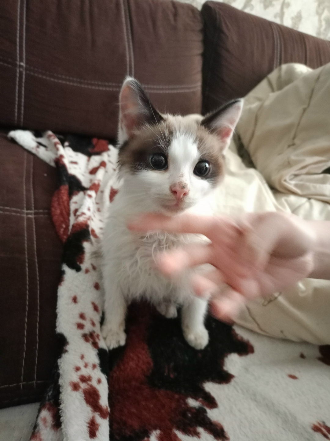 Найдена кошка в Ржеве — фото объявления