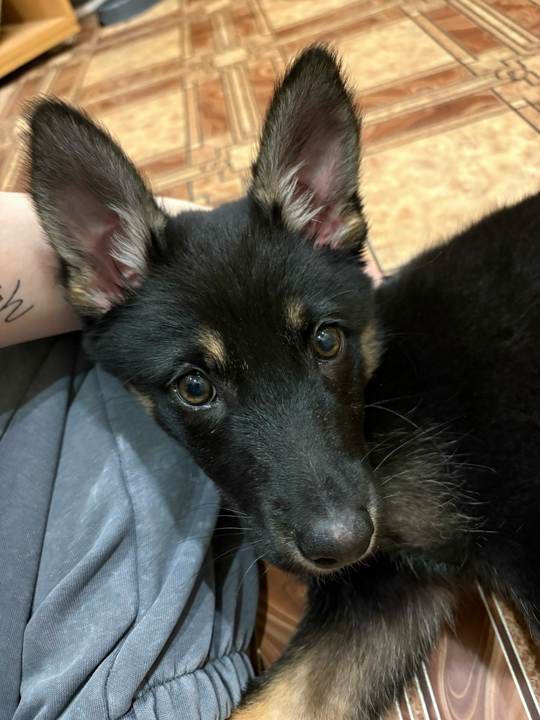 Найдена собака в Ржеве — фото объявления