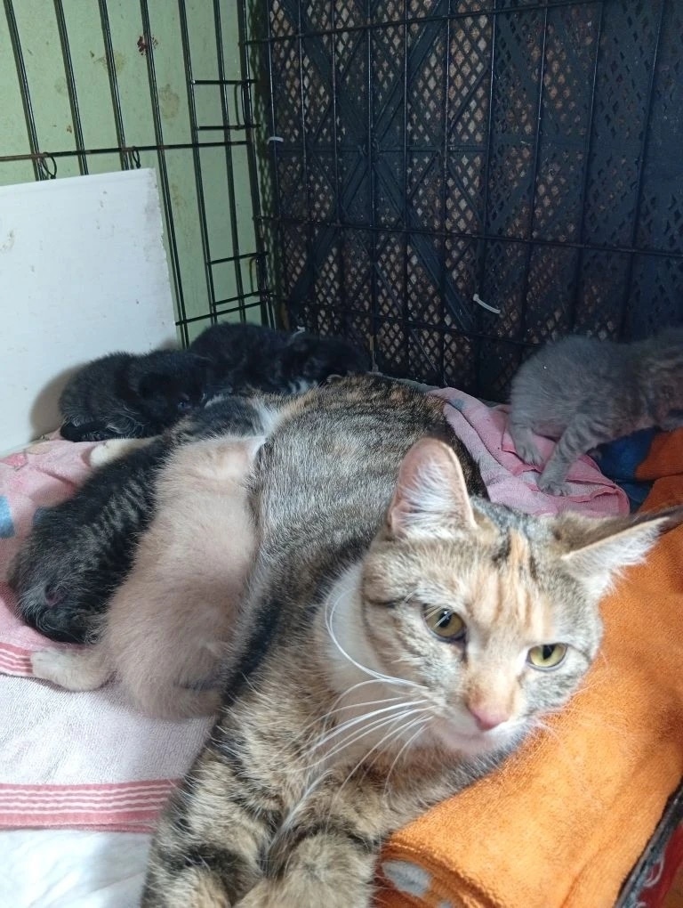 Найдена кошка в Ржеве — фото объявления