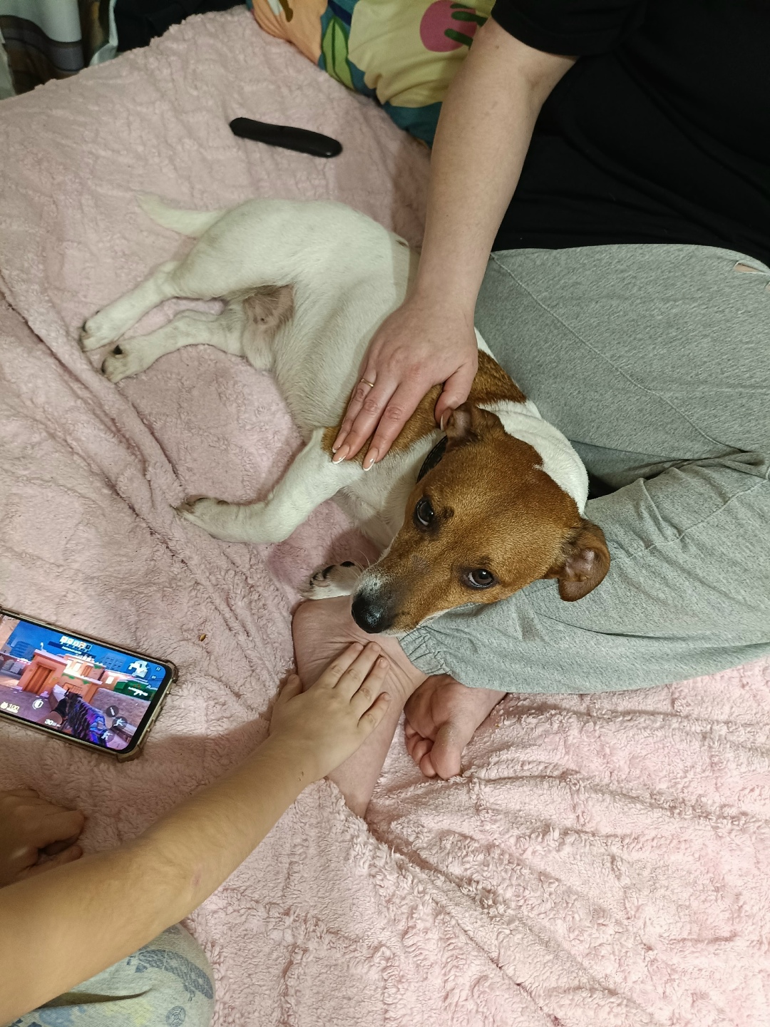 Найдена собака в Ржеве — фото объявления