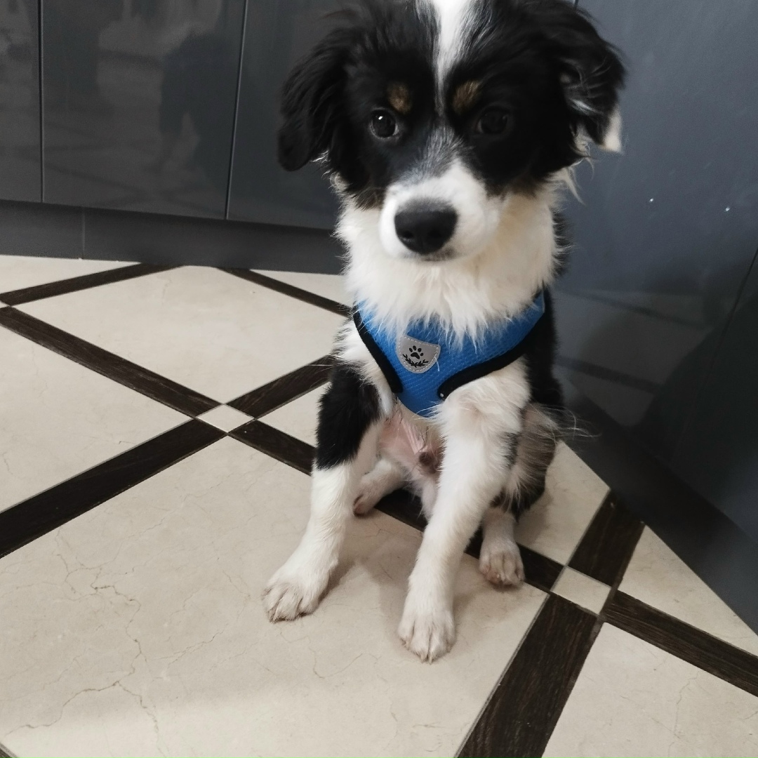 Найдена собака в Ржеве — фото объявления