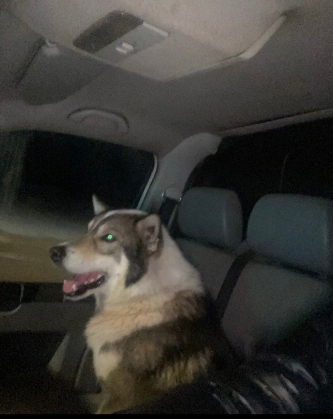 Найдена собака в Ржеве — фото объявления