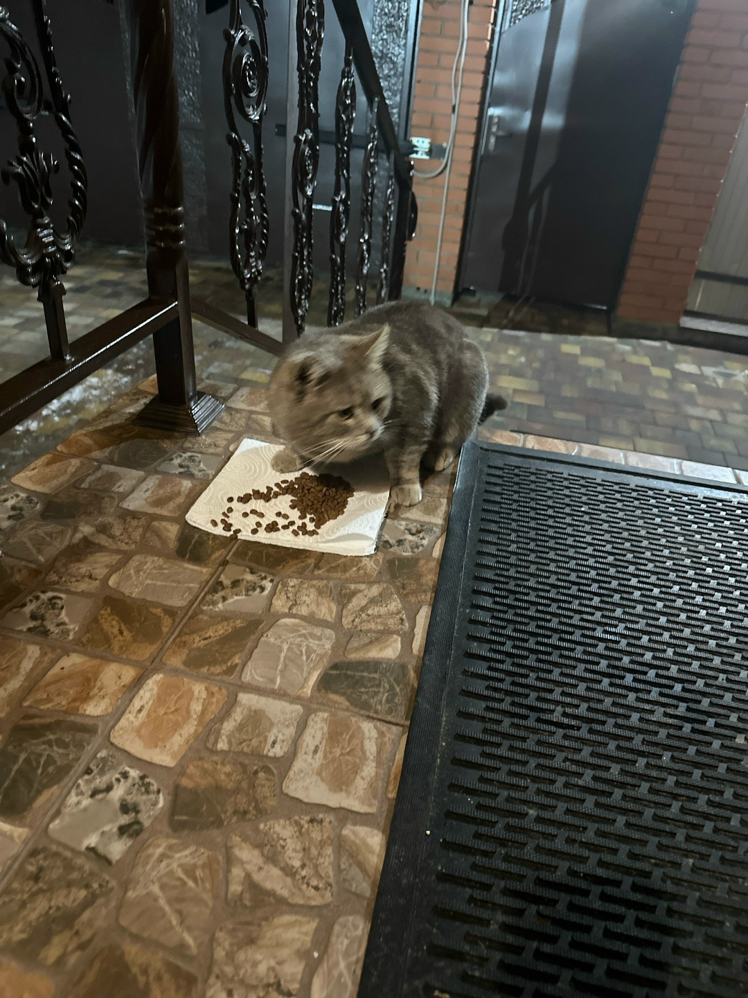 Найдена кошка в Ржеве — фото объявления