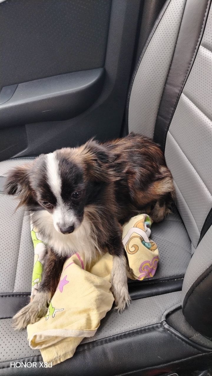 Найдена собака в Ржеве — фото объявления