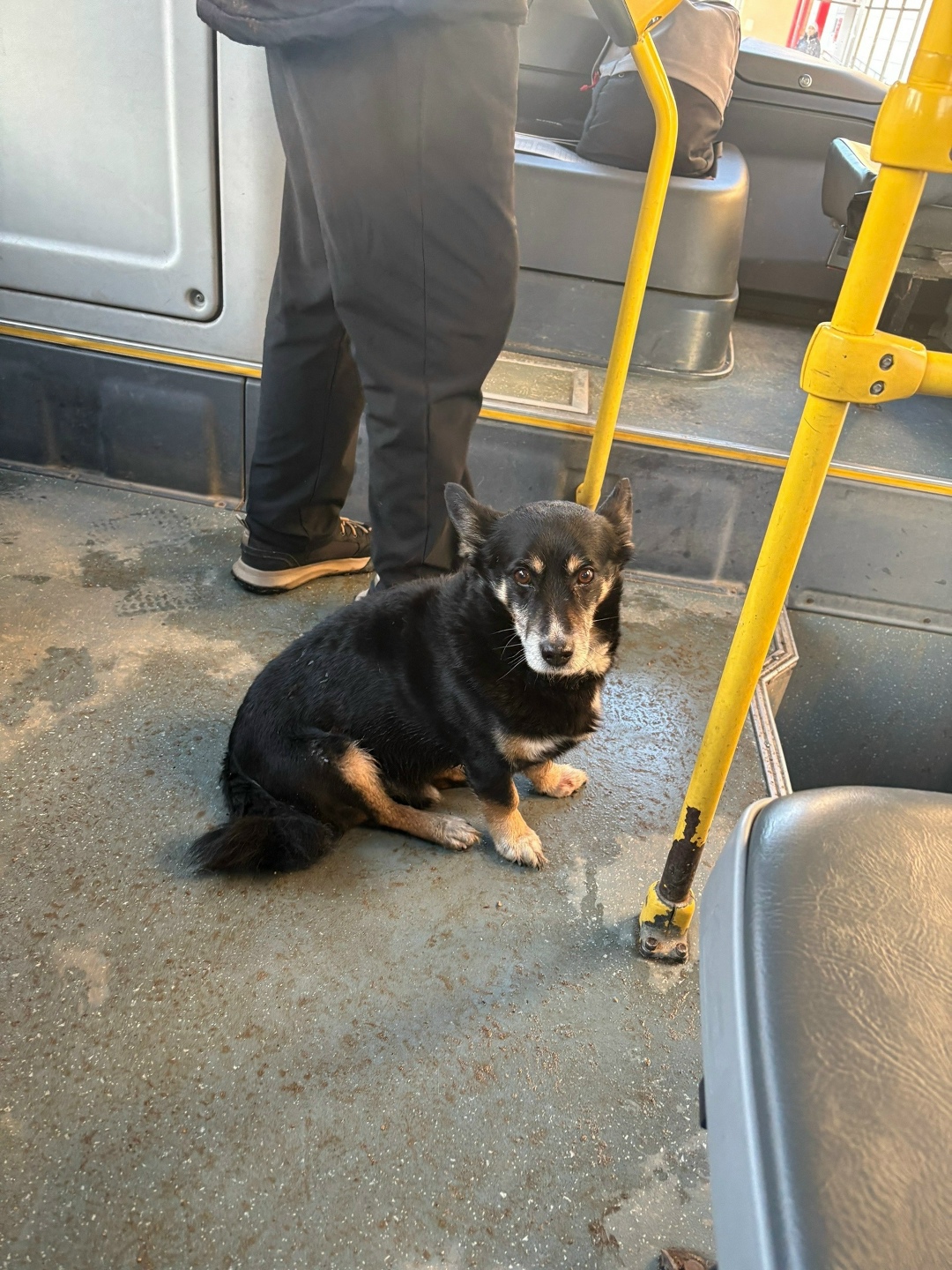 Пропала собака в Ржеве — фото объявления