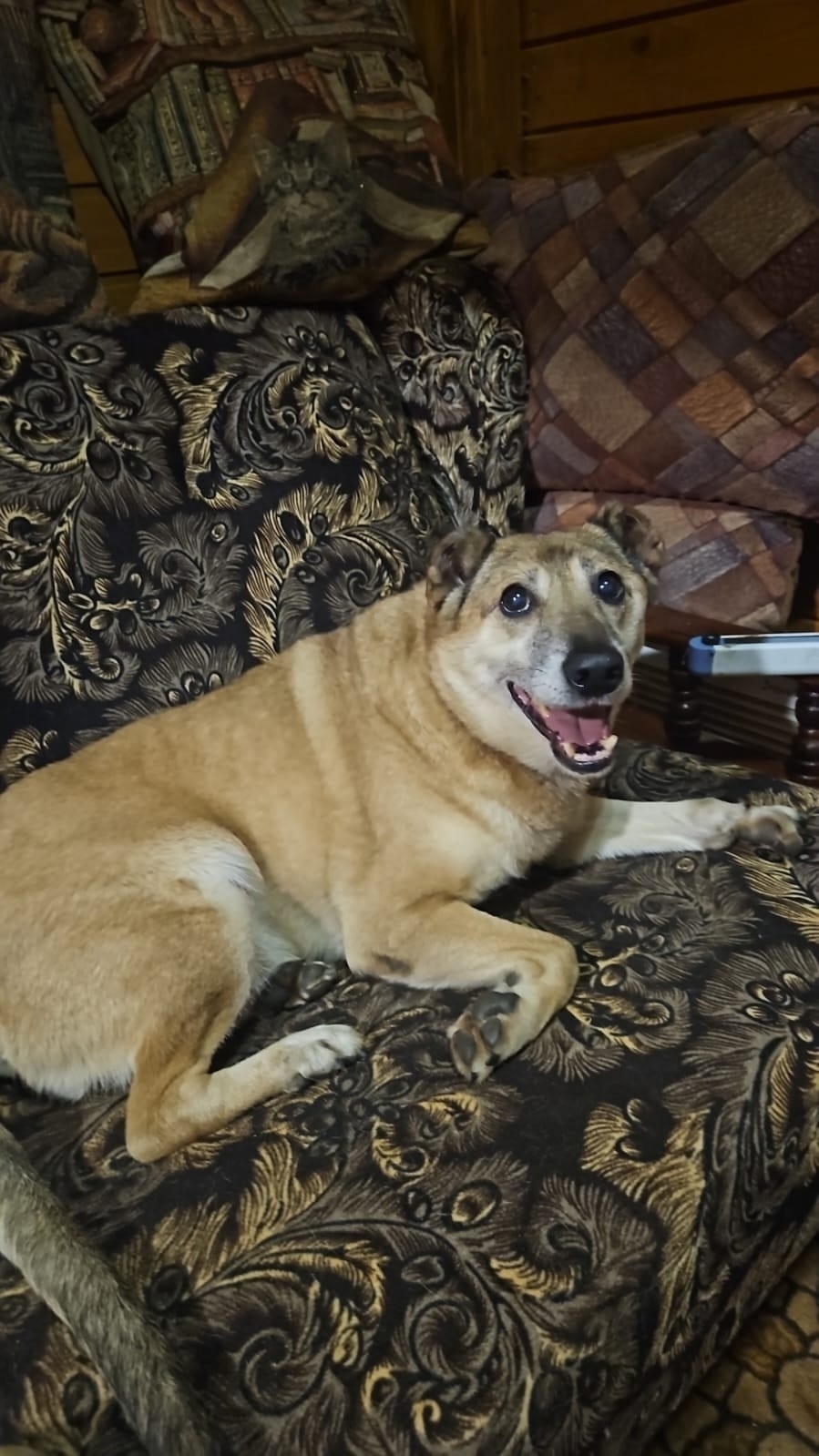 Найдена собака в Ржеве — фото объявления