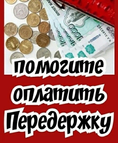 Найдена кошка в Ржеве — фото объявления