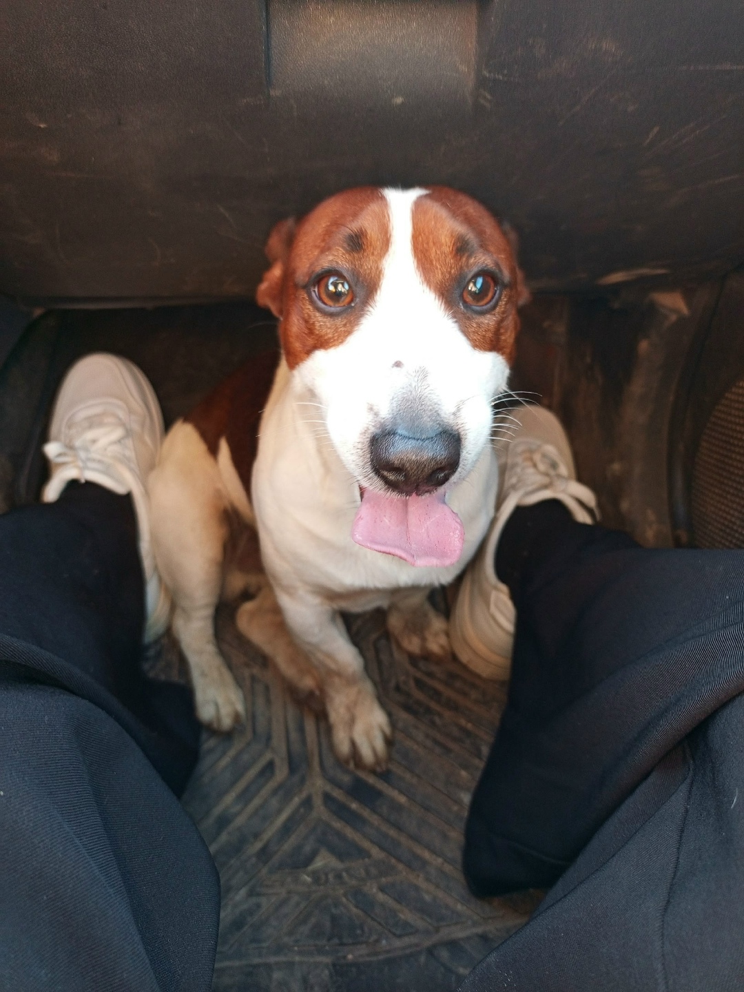 Найдена собака в Ржеве — фото объявления