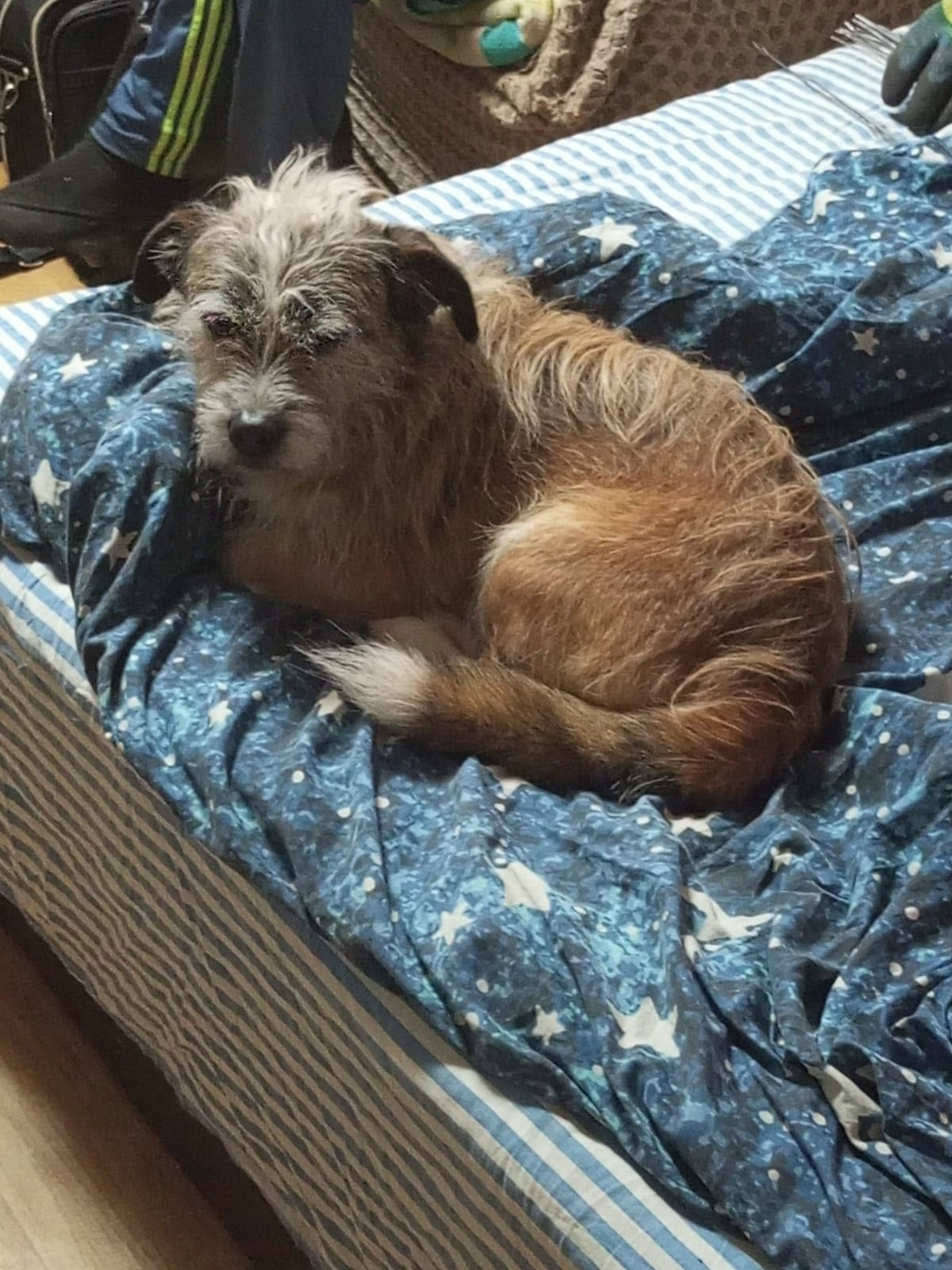 Найдена собака в Ржеве — фото объявления