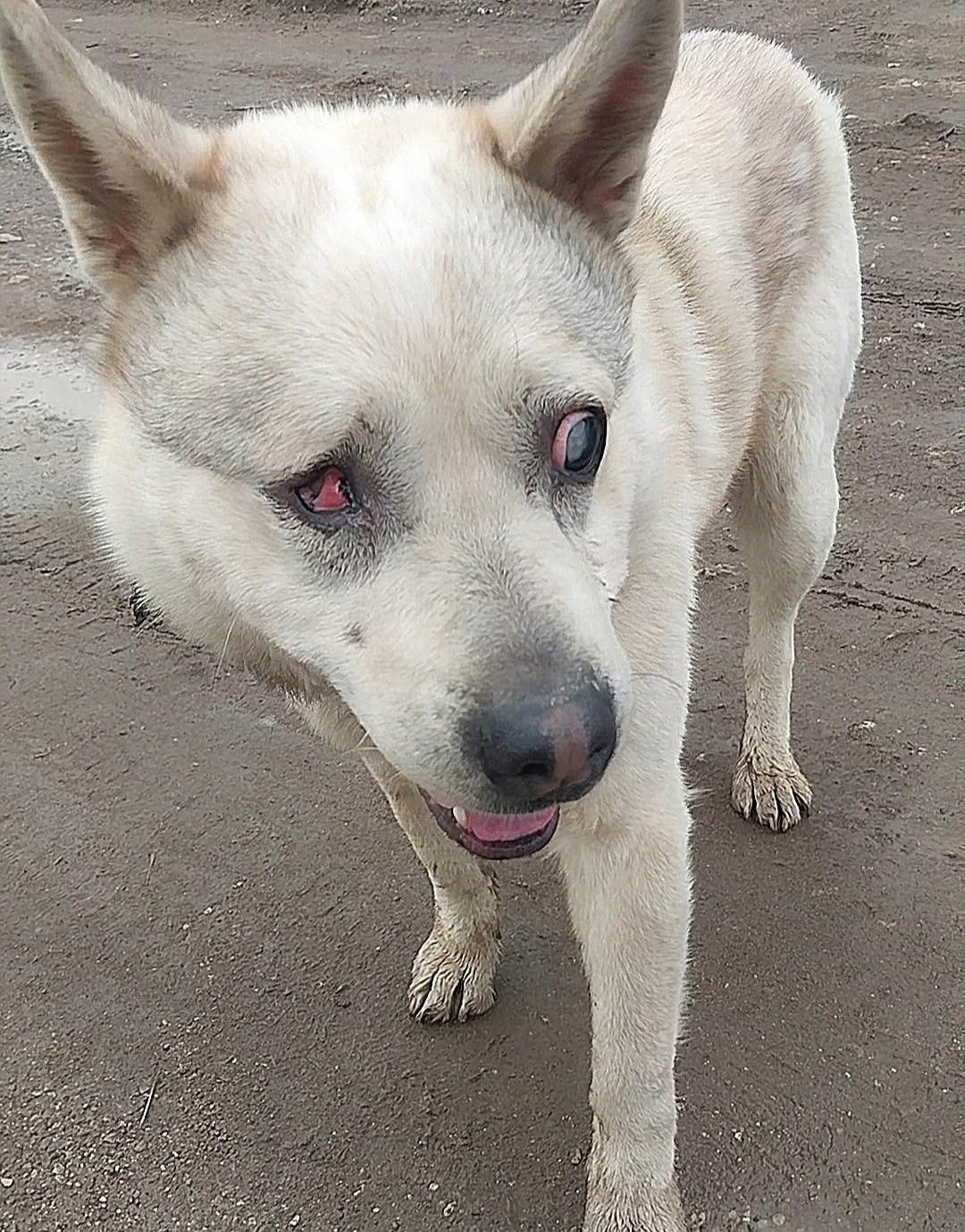 Найдена собака в Ржеве — фото объявления