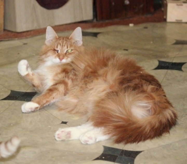 Найдена кошка в Ржеве — фото объявления