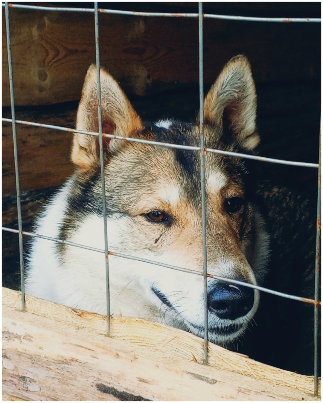 Найдена собака в Ржеве — фото объявления