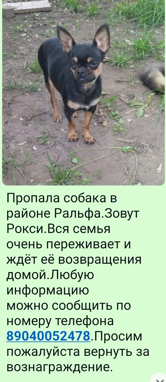 Пропала собака в Ржеве — фото объявления