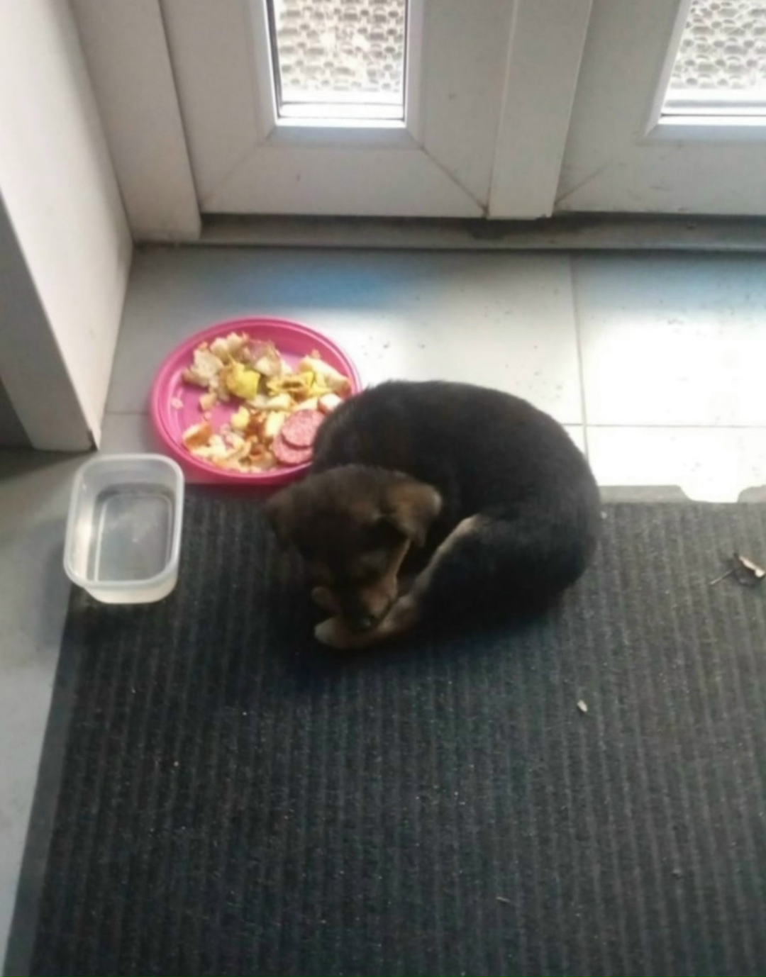 Найдена собака в Старом Осколе — фото объявления