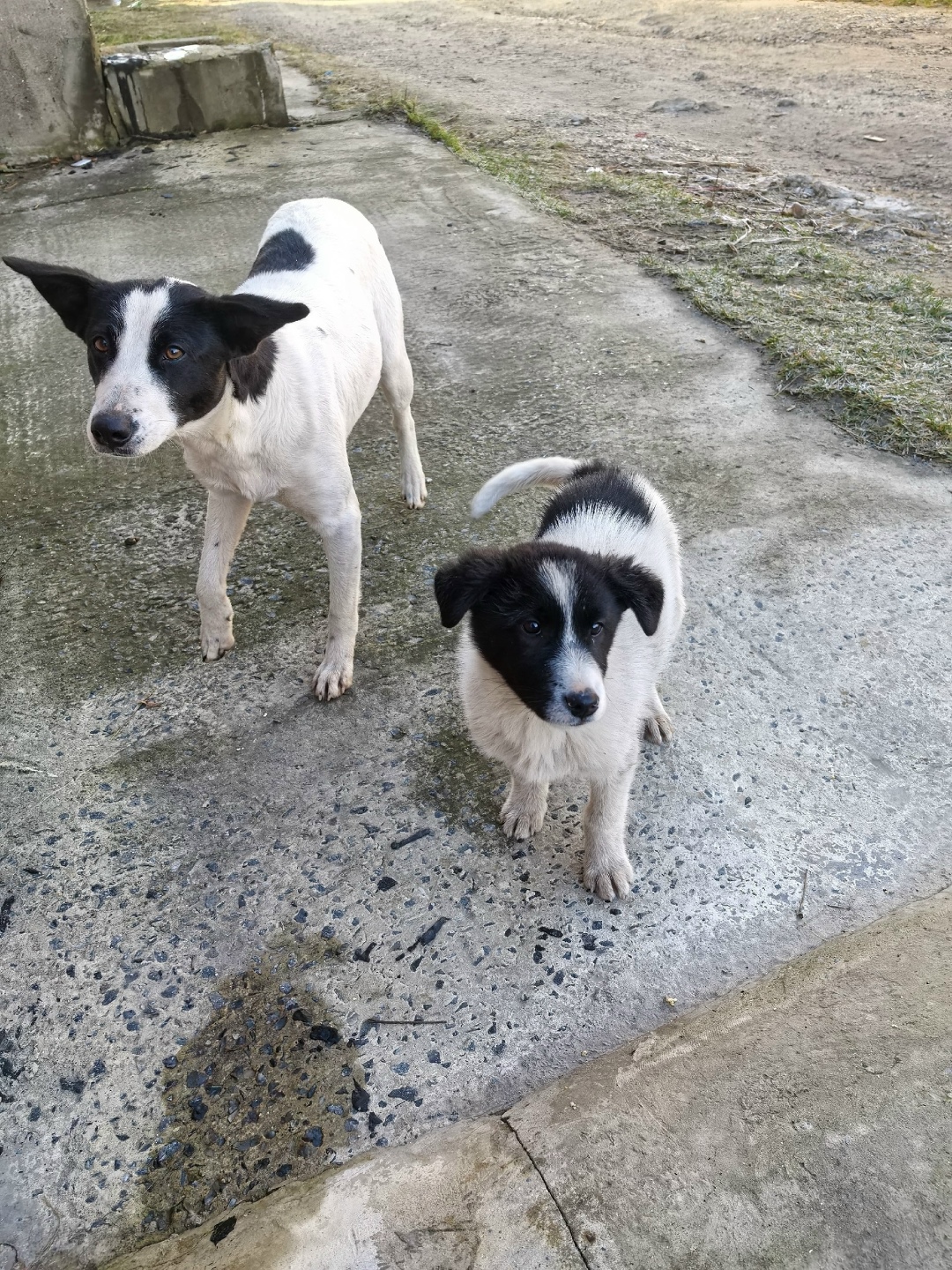 Пропала собака в Старом Осколе — фото объявления